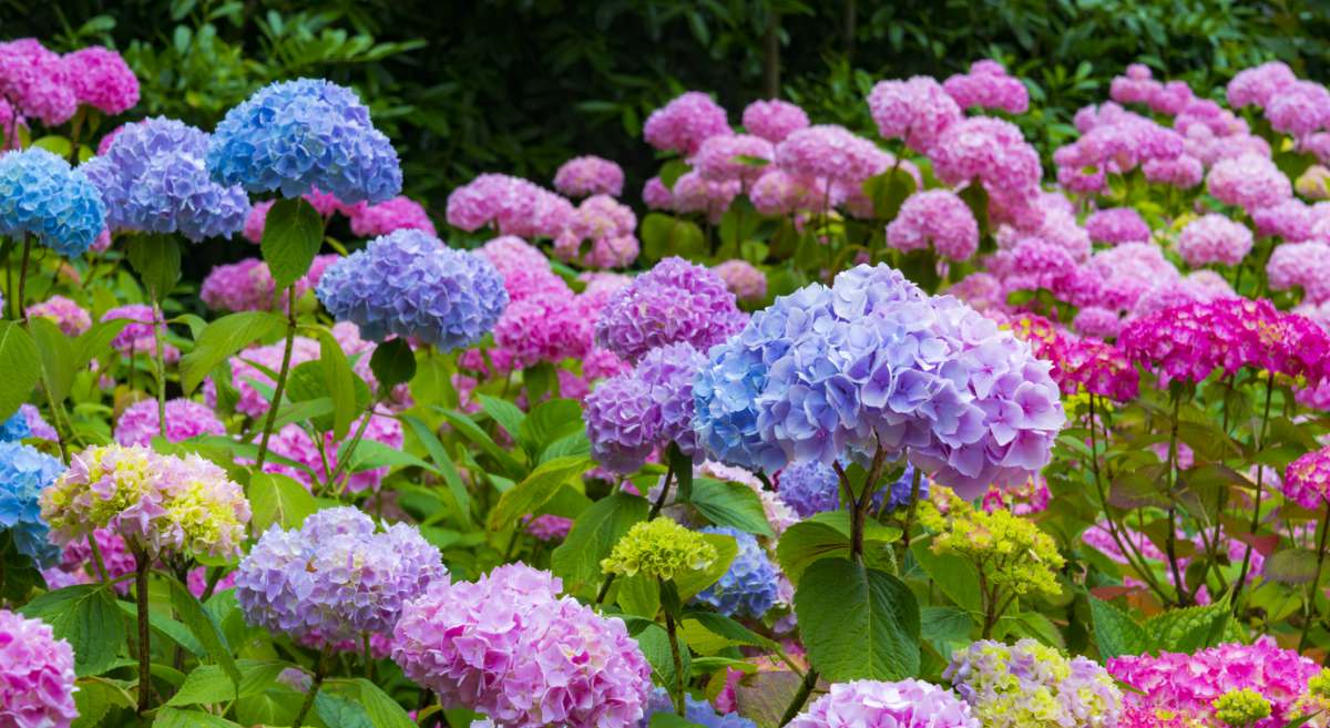 La Ceja impulsa su liderazgo floricultor: 12 productores de hortensias asistirán al Simposio de Fenalco Antioquia