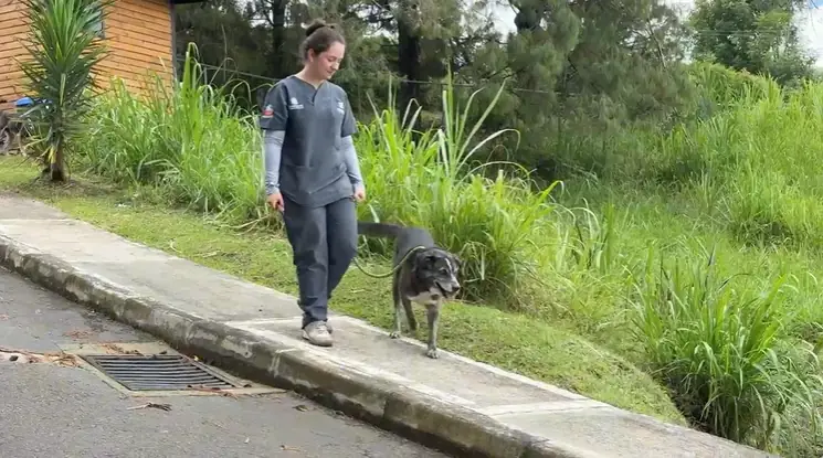 Rionegro llevará jornadas de esterilización gratuita de mascotas a los barrios