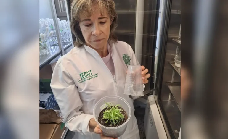 Científicos de la Universidad de Antioquia logran que frailejones crezcan más rápido
