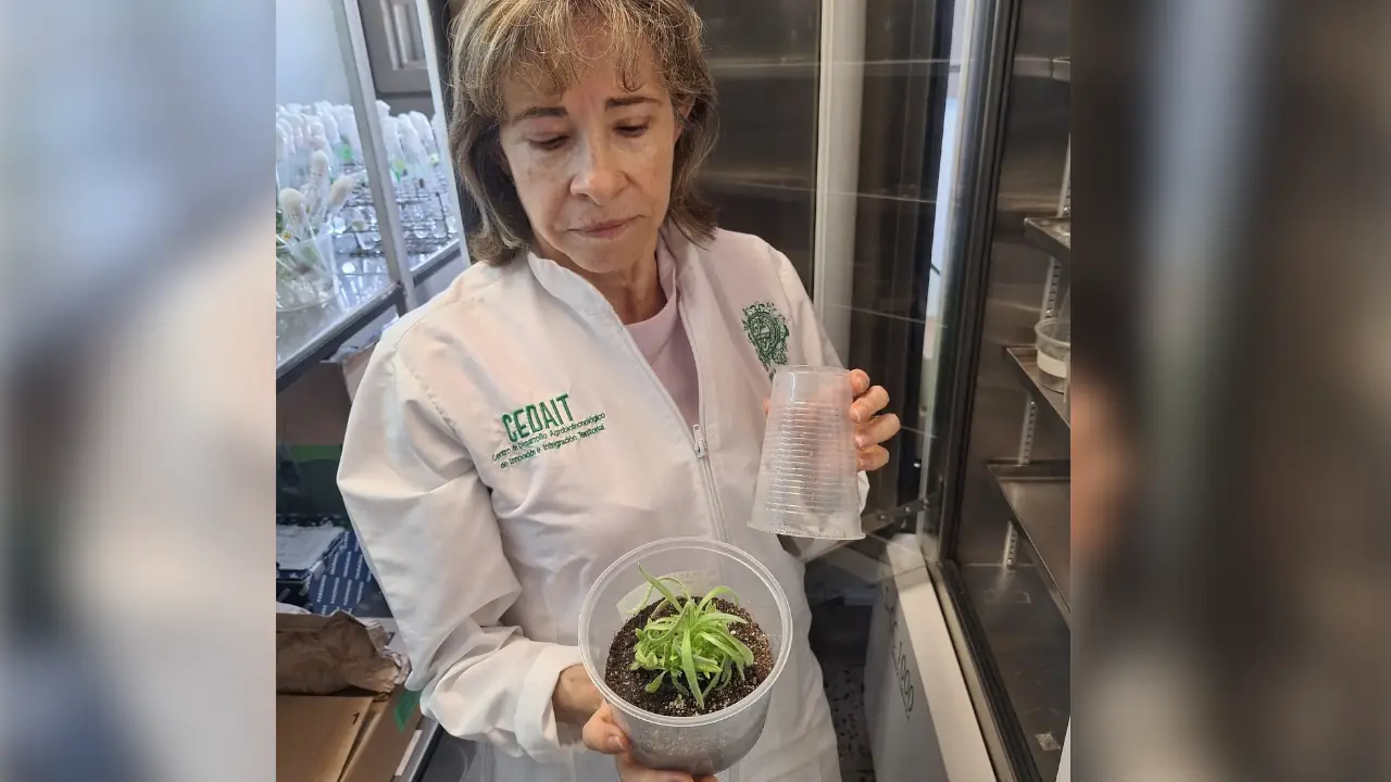 Científicos de la Universidad de Antioquia logran que frailejones crezcan más rápido