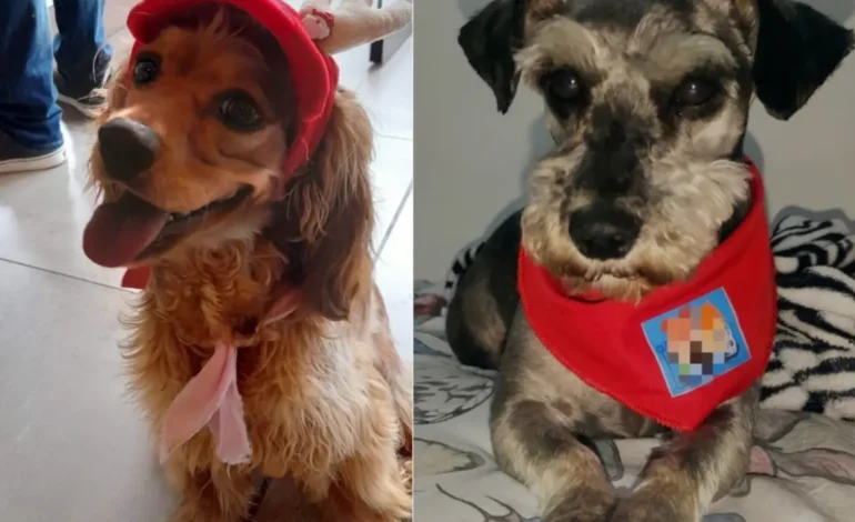 Condena contra trabajadores de establecimientos de mascotas por la muerte de Tony y Nala
