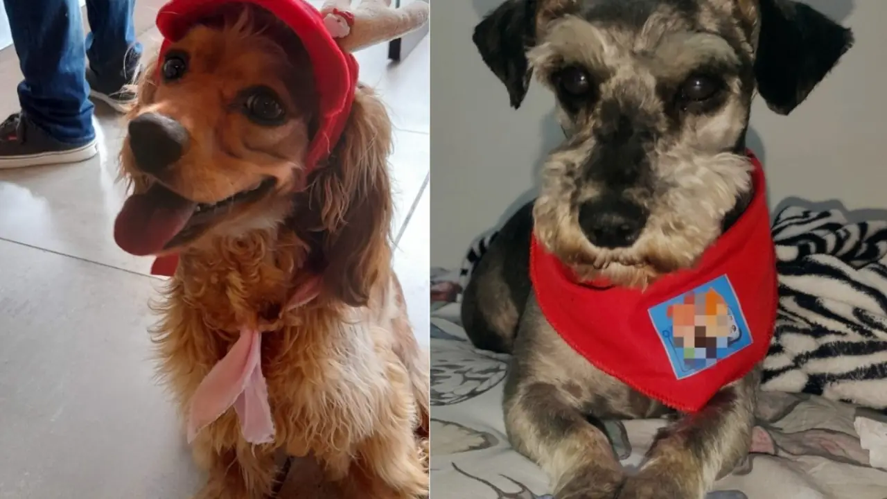Condena contra trabajadores de establecimientos de mascotas por la muerte de Tony y Nala