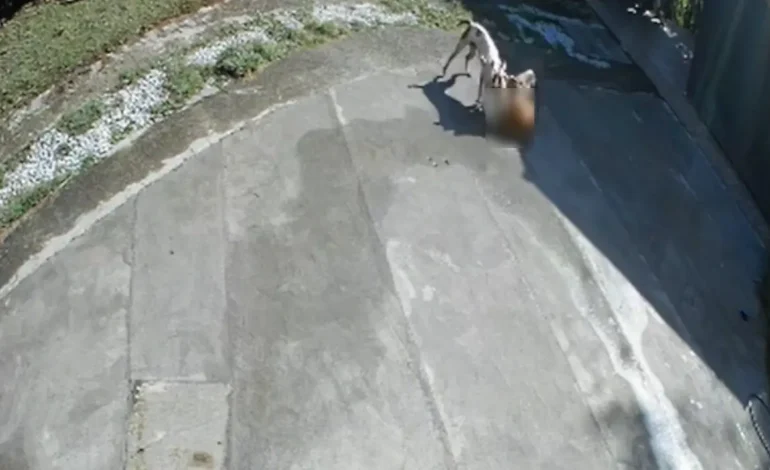 Habitantes de Marinilla alertan por agresión de perros pitbull a animales domésticos