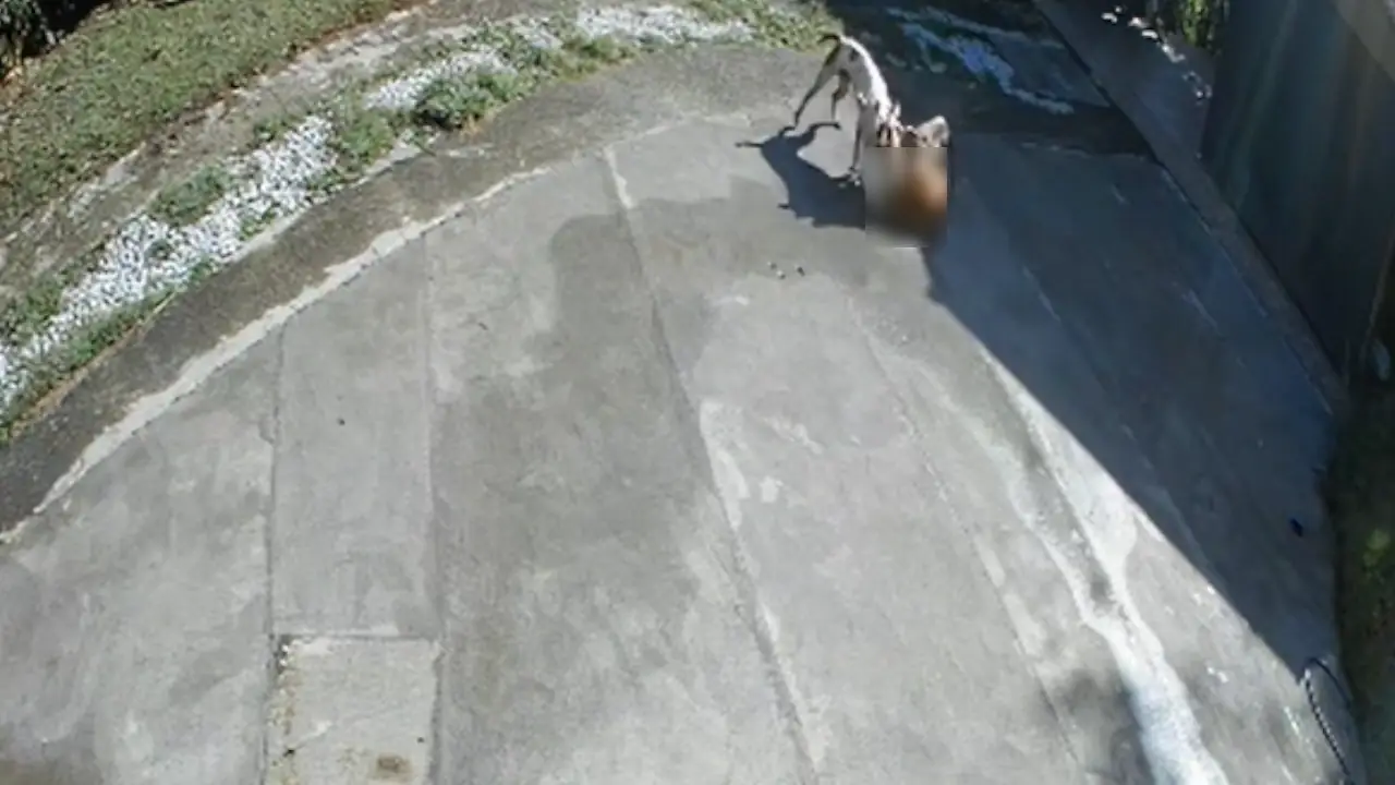 Habitantes de Marinilla alertan por agresión de perros pitbull a animales domésticos