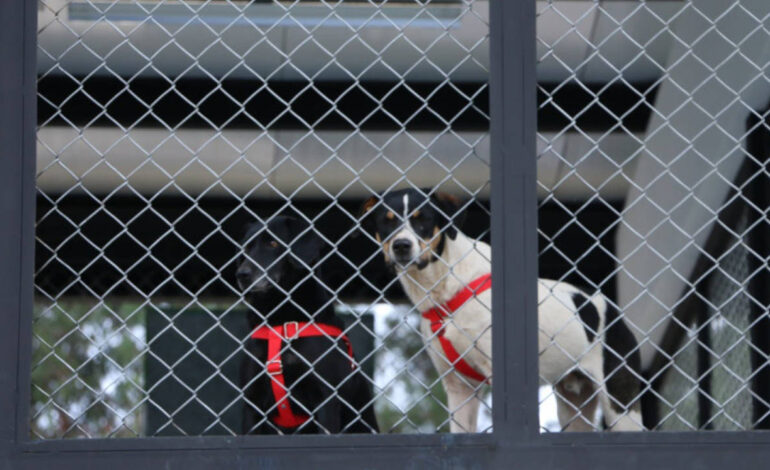 Ciudadanos irrumpieron en el CEIBA de Rionegro y agreden al personal mientras exigían llevarse a los perritos