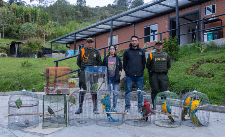 Incautan 10 aves en operativo contra el tráfico ilegal de fauna silvestre en El Peñol y Guatapé