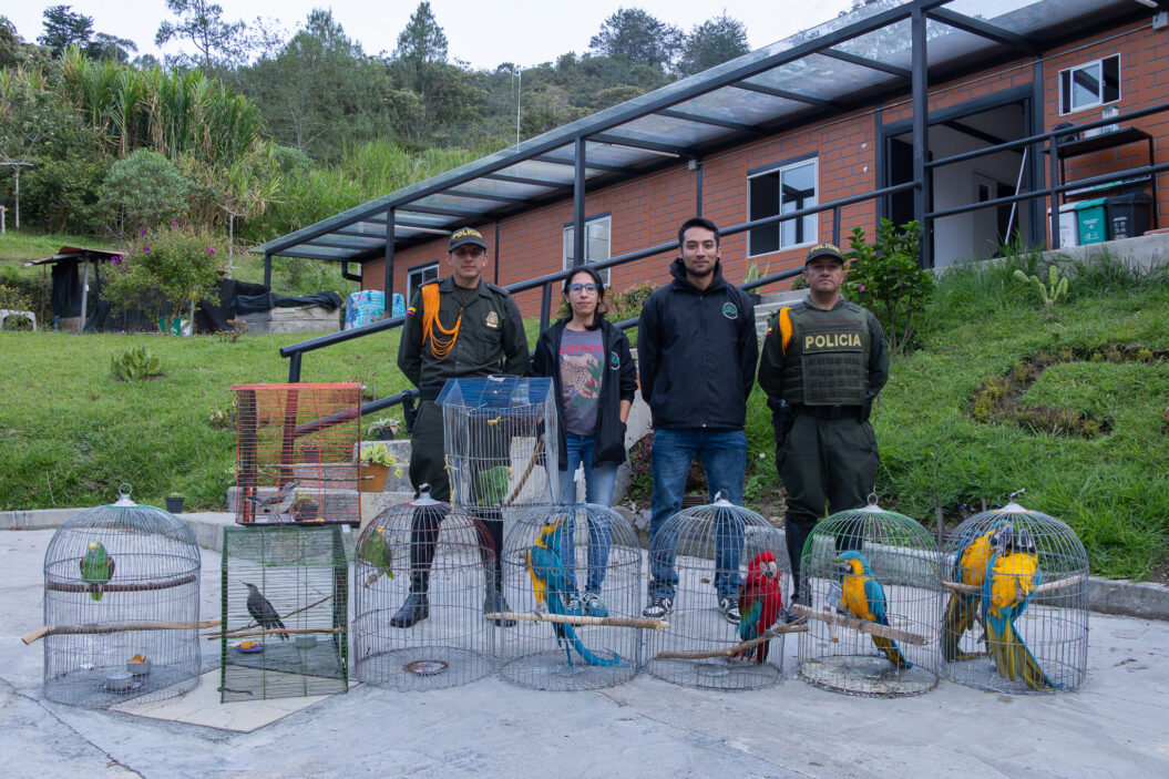 Incautan 10 aves en operativo contra el tráfico ilegal de fauna silvestre en El Peñol y Guatapé