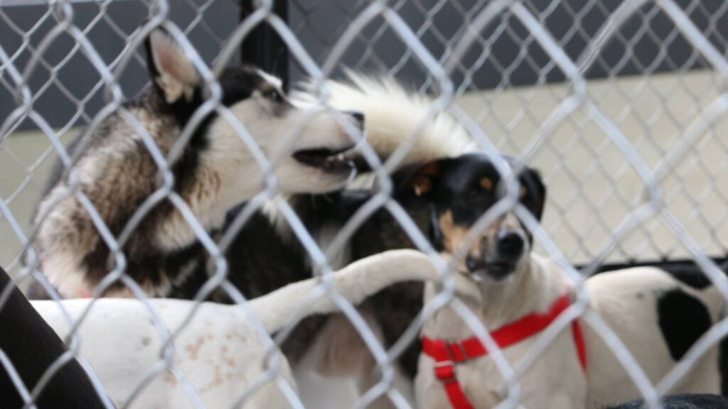 Ciudadanos irrumpieron en el CEIBA de Rionegro y agreden al personal mientras exigían llevarse a los perritos