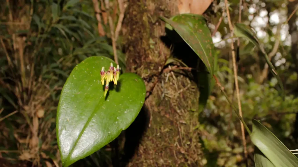 El páramo de Sonsón sorprende con el hallazgo de una orquídea que nunca antes había sido registrada