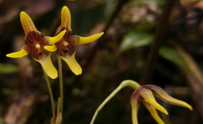 El páramo de Sonsón sorprende con el hallazgo de una orquídea que nunca antes había sido registrada