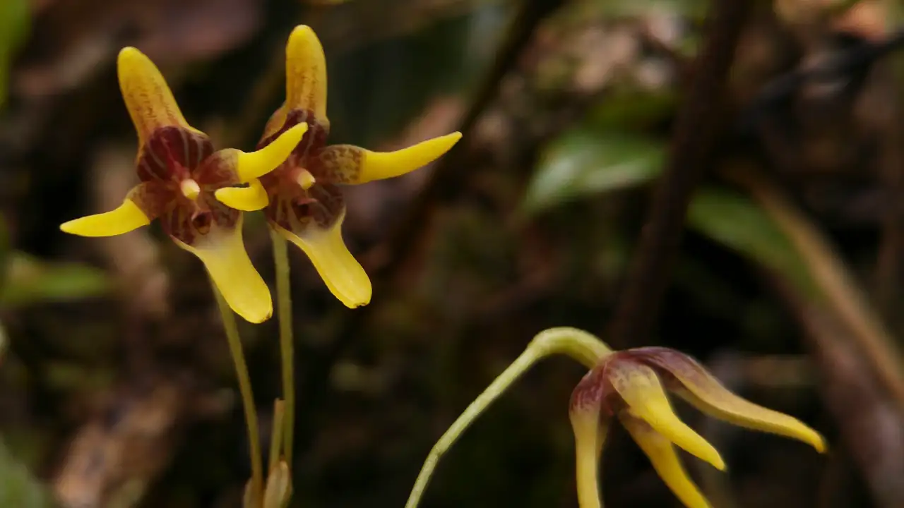 El páramo de Sonsón sorprende con el hallazgo de una orquídea que nunca antes había sido registrada