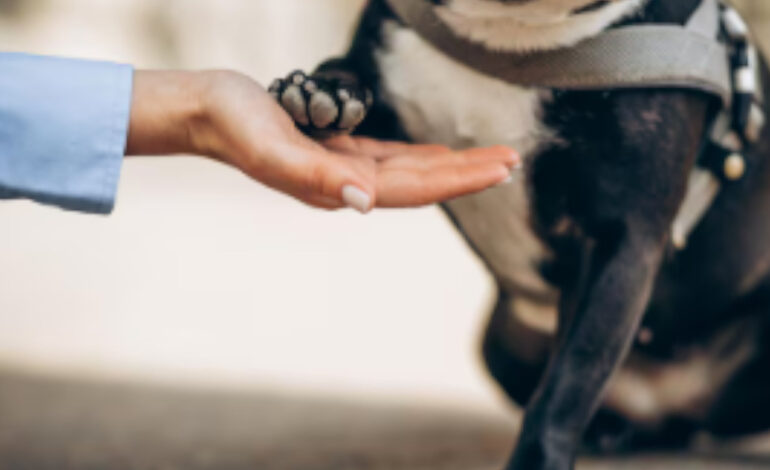 En El Santuario, varios perritos han fallecido tras comer el contenido de bolsas misteriosas y nadie sabe quién lo hace