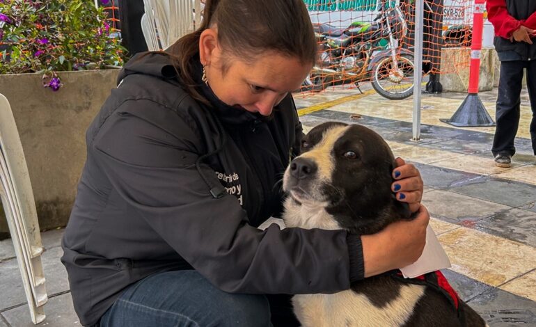Jornada de esterilización en San José benefició a 120 animales en La Ceja