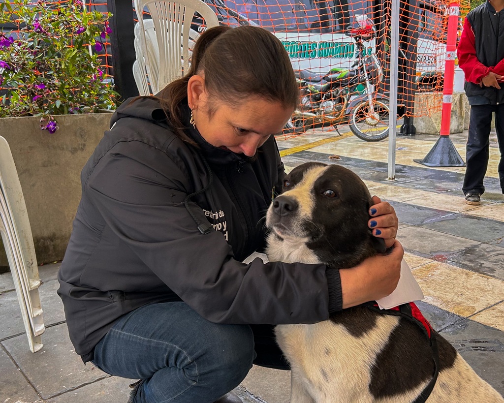 Jornada de esterilización en San José benefició a 120 animales en La Ceja