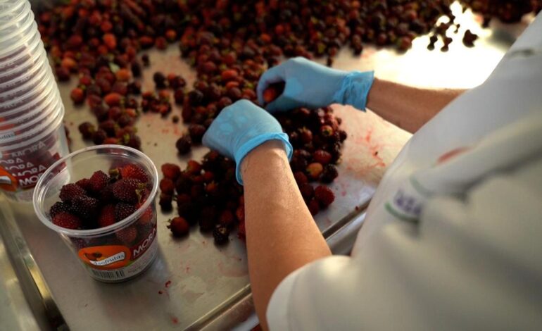 La alcaldesa Ilbed Santa anuncia la creación de la Subsecretaría de Desarrollo Rural y Agropecuario en La Ceja.