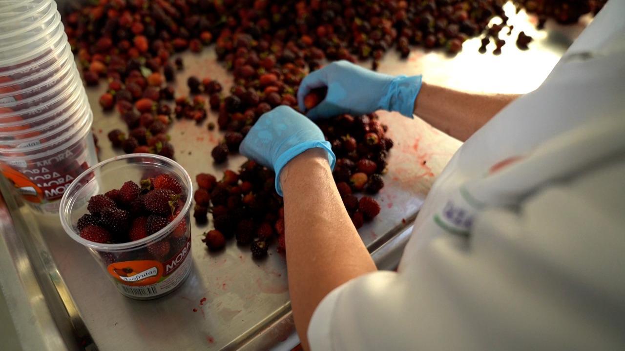 La Ceja crea la Subsecretaría de Desarrollo Rural y Agropecuario para fortalecer el campo y acompañar a los campesinos