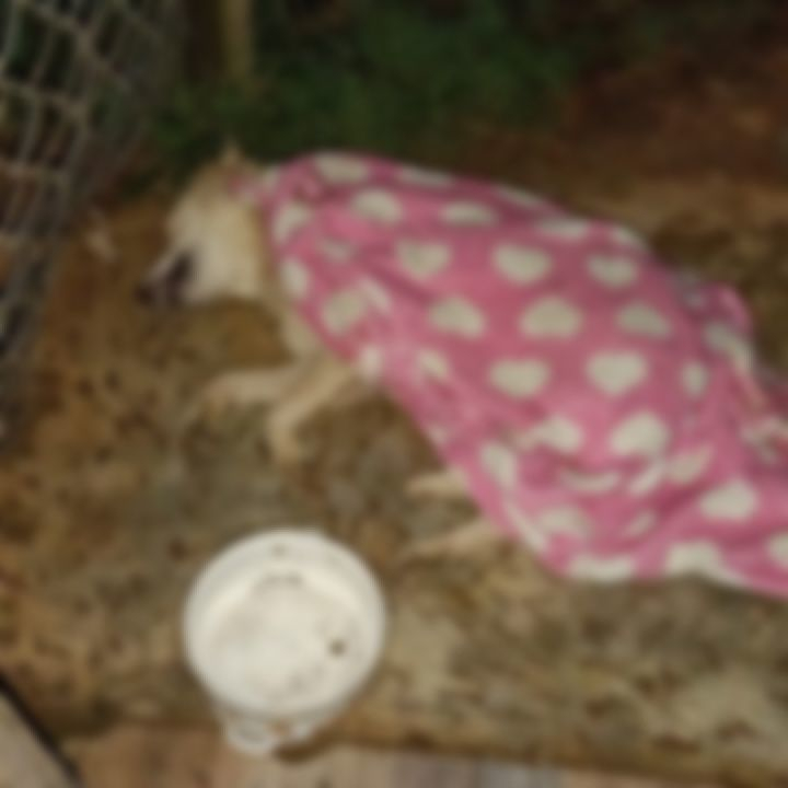 En Rionegro buscan a hombre que mató a un perrito por subirse a la cama