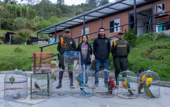 ¡Impactante operativo! Cornare rescata 10 aves silvestres del tráfico ilegal en El Peñol y Guatapé