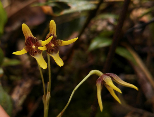 Pleurothallis maitamae, nueva orquídea descubierta en el páramo de Sonsón, Antioquia