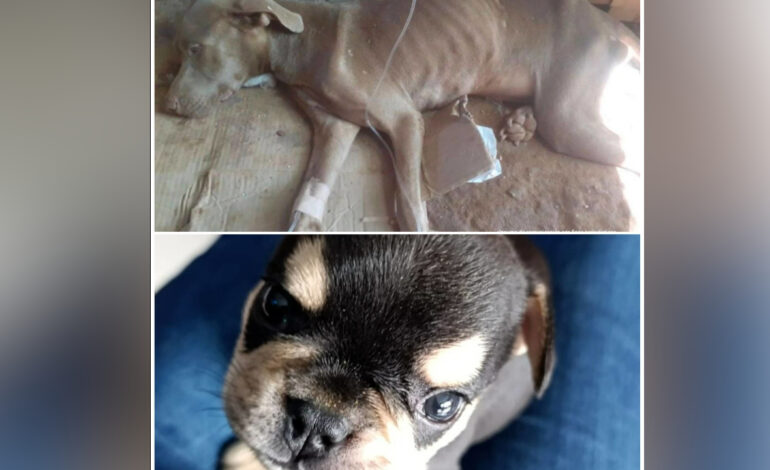 Condena-a-dos-hombres-por-casos-que-terminaron-con-la-muerte-de-perritos-en-Antioquia-y-Santander.jpg