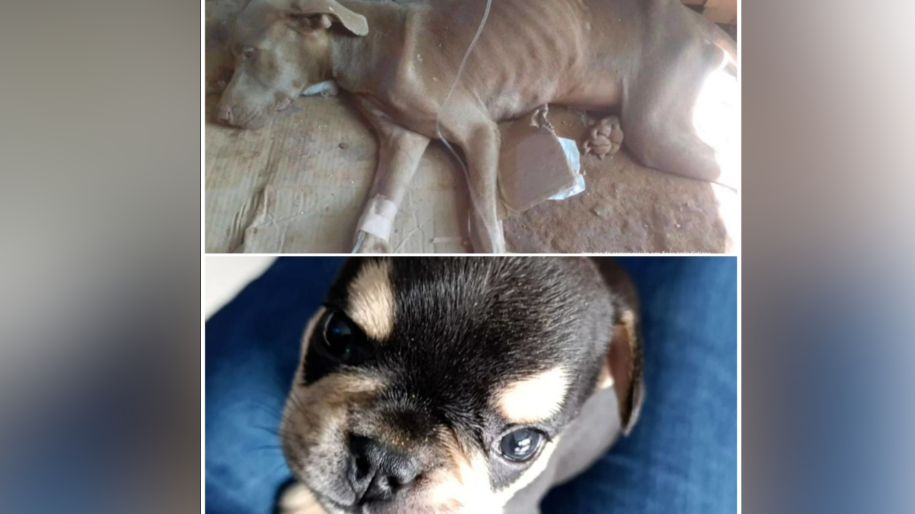 Condena a dos hombres por casos que terminaron con la muerte de perritos en Antioquia y Santander