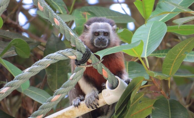 Tercer Festival del Tití Gris en Alejandría, Antioquia, celebración por la cultura y la conservación de la biodiversidad
