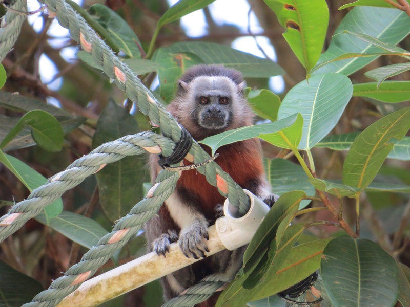 Alejandría celebra el Tercer Festival del Tití Gris: una fiesta por la cultura y la conservación de la biodiversidad