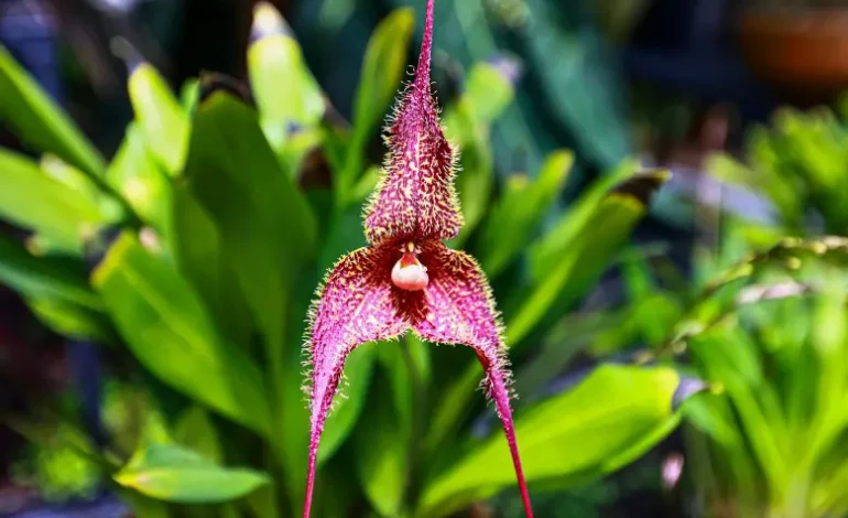 Visitantes disfrutan de la XI Exposición de Orquídeas, Anturios y Bonsáis en La Ceja, Antioquia.
