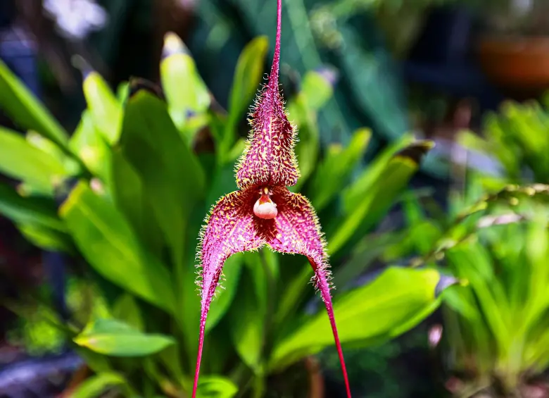 La Ceja florece con la XI Exposición de Orquídeas, Anturios y Bonsáis 2025