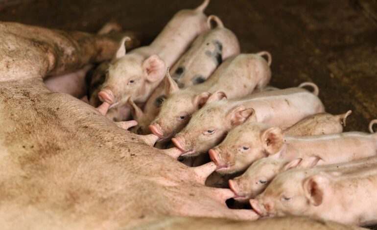 Prohíben el ingreso de productos derivados del cerdo provenientes de España