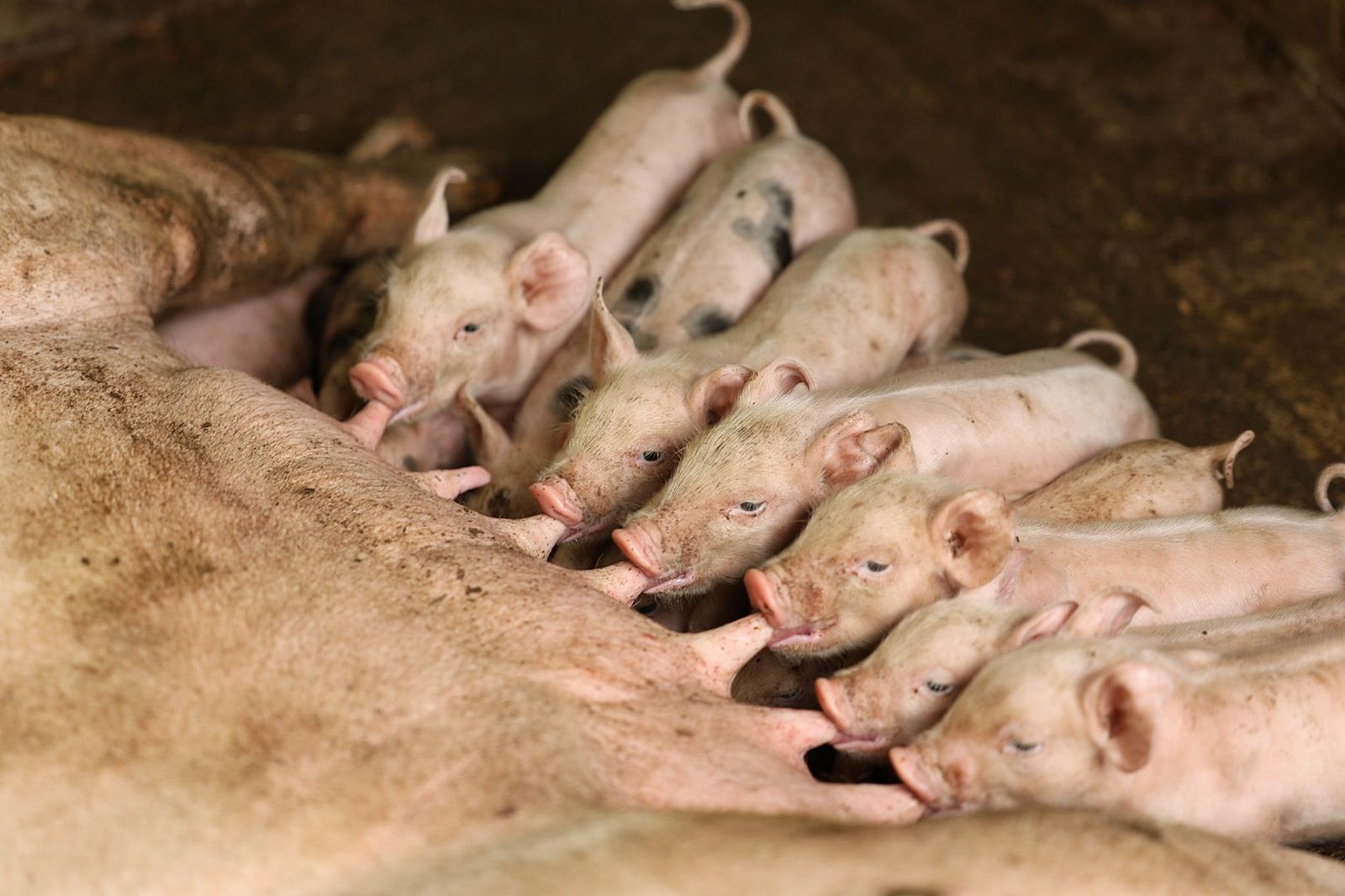 Prohíben el ingreso de productos derivados del cerdo provenientes de España