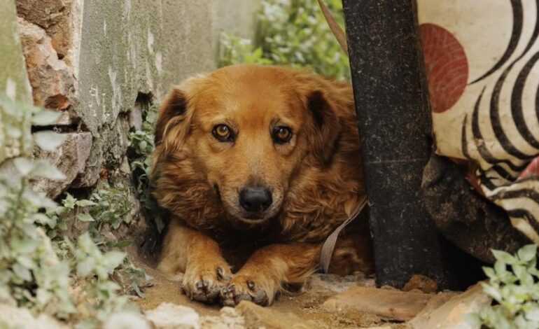 perro afectado por pólvora en Medellín – Entre Ceja y Ceja