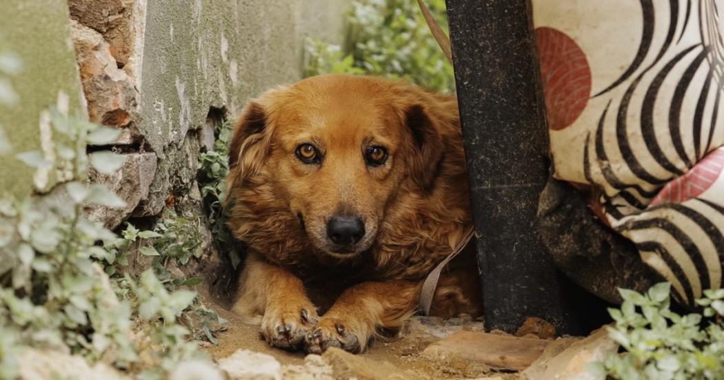 perro afectado por pólvora en Medellín – Entre Ceja y Ceja