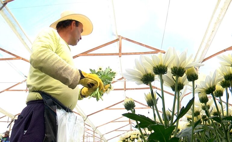 Oferta de empleo agrícola en La Ceja para personal operativo en Flores El Capiro.
