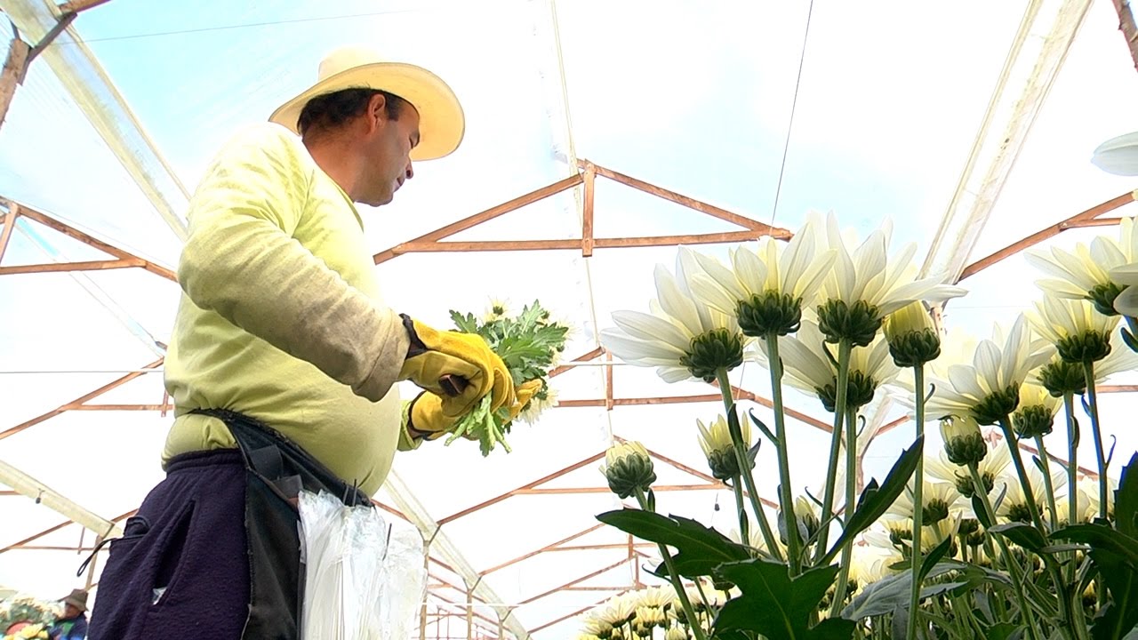 Flores El Capiro abre vacantes laborales para personal agrícola en La Ceja