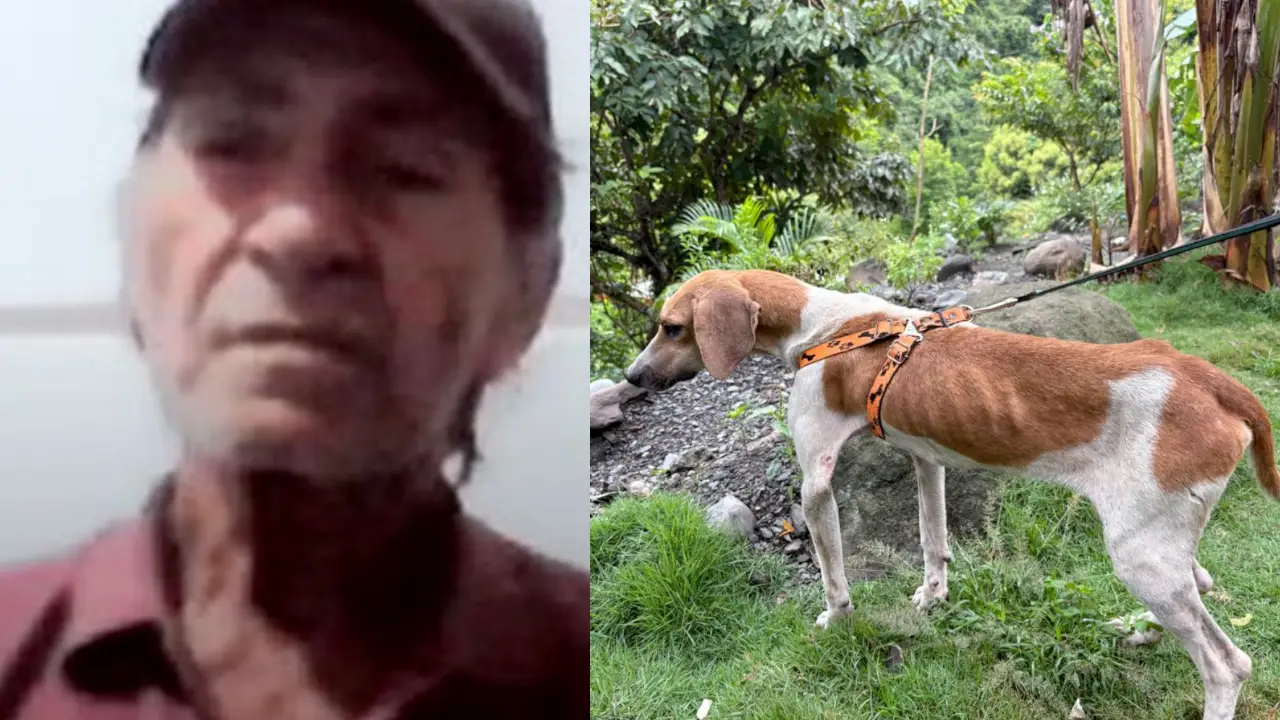 En Antioquia, rescataron a tres perritos que eran abusados y judicializaron al presunto agresor
