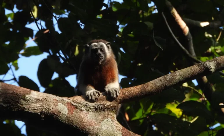 ¡Hermosos! Cuatro titíes grises regresan a la vida silvestre en el Oriente antioqueño