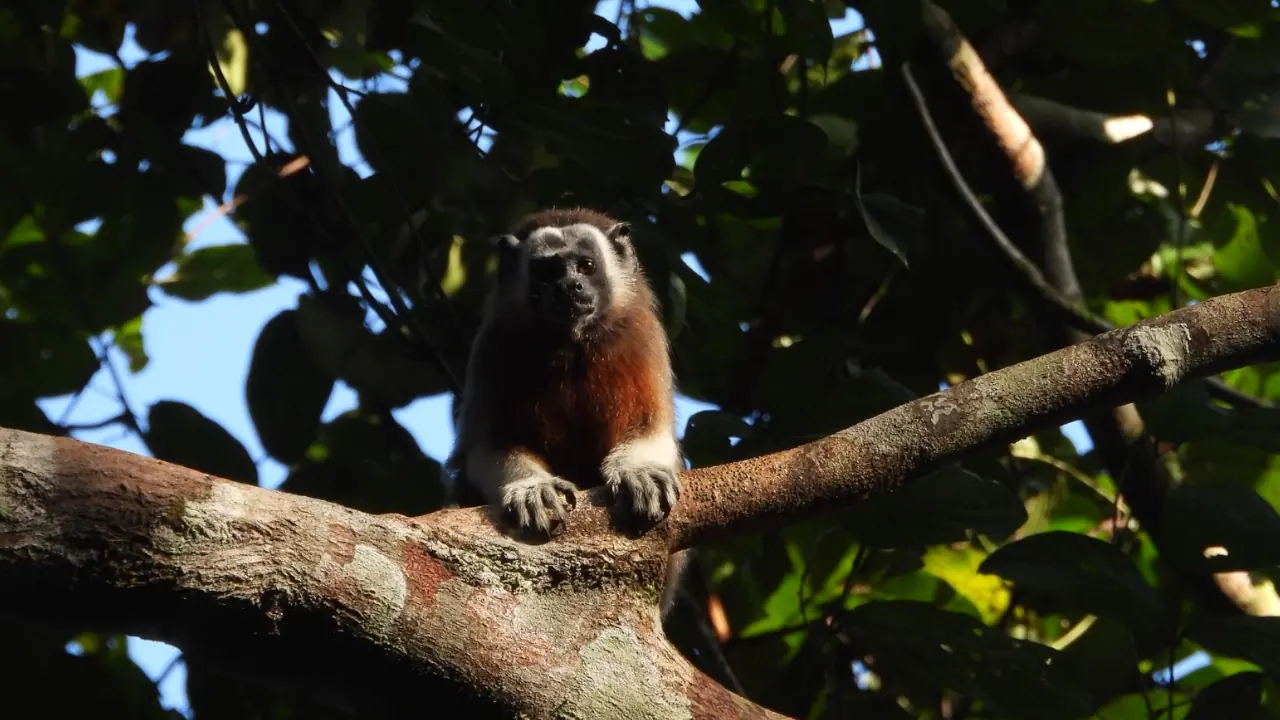 ¡Hermosos! Cuatro titíes grises regresan a la vida silvestre en el Oriente antioqueño