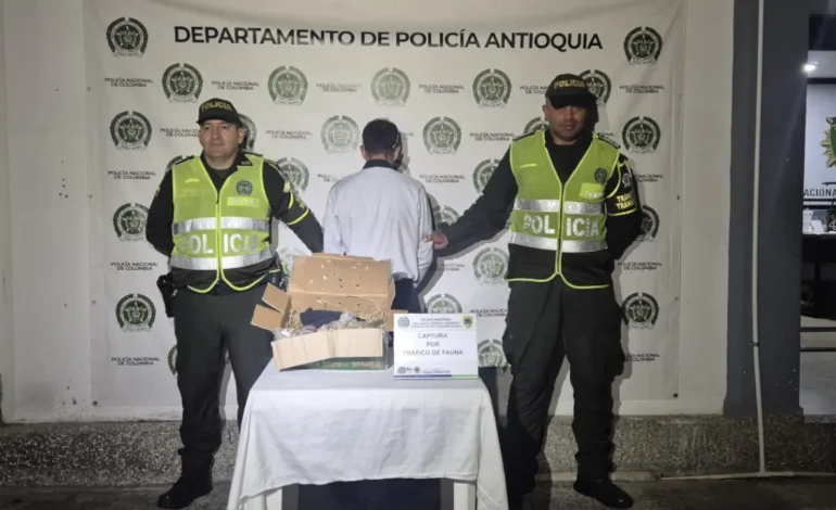 Incautan 10 pichones de lora frentiamarilla en un bus en Guarne