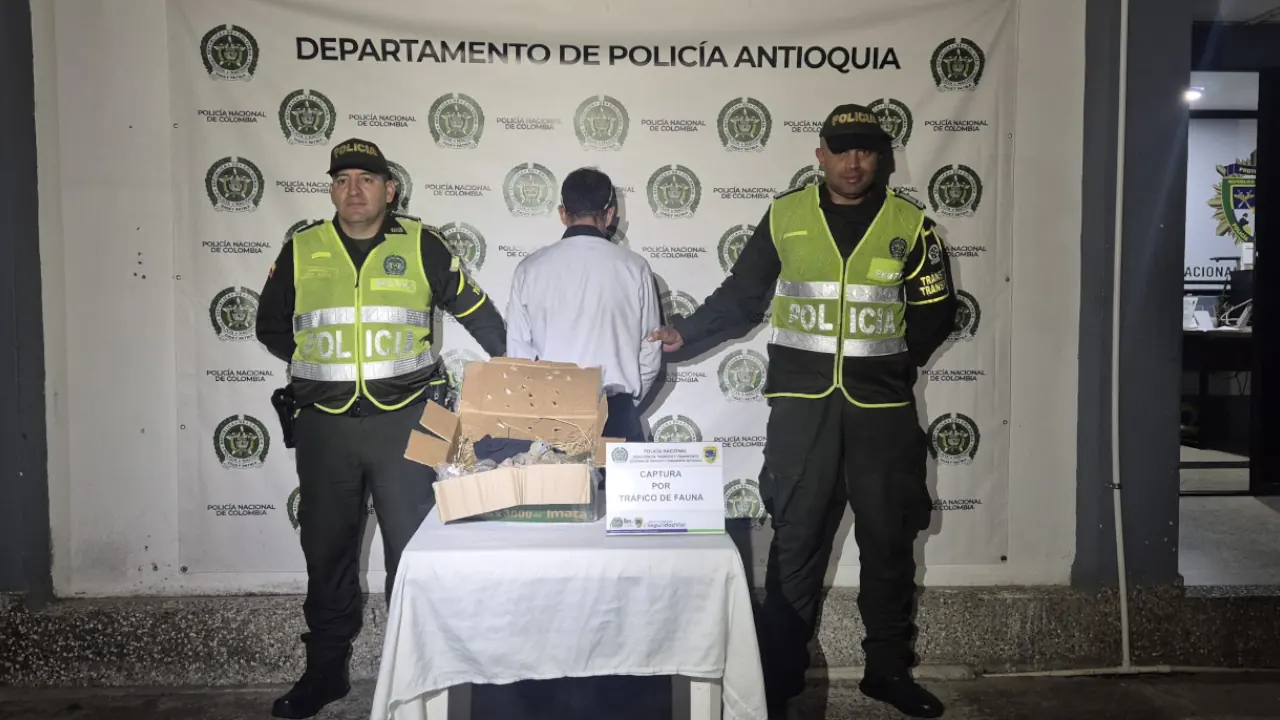 Incautan 10 pichones de lora frentiamarilla en un bus en Guarne