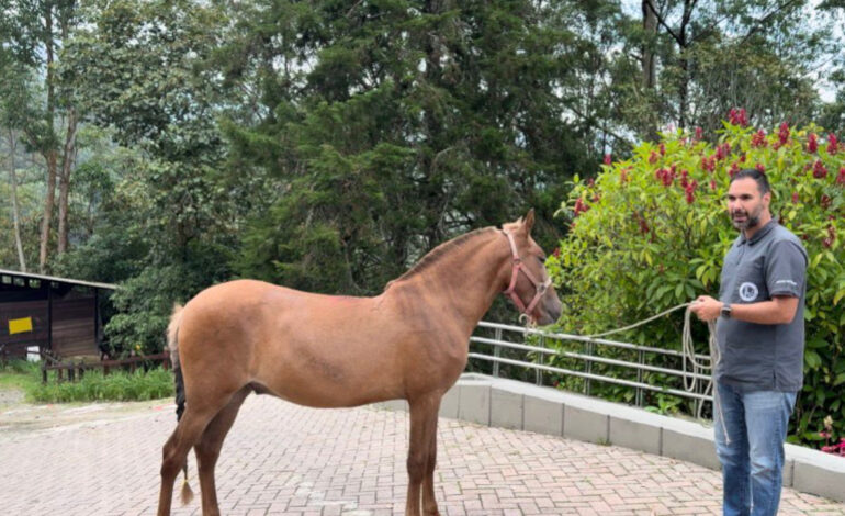 Vencedor el caballo rescatado en Rionegro terminó su recuperación y fue adoptado