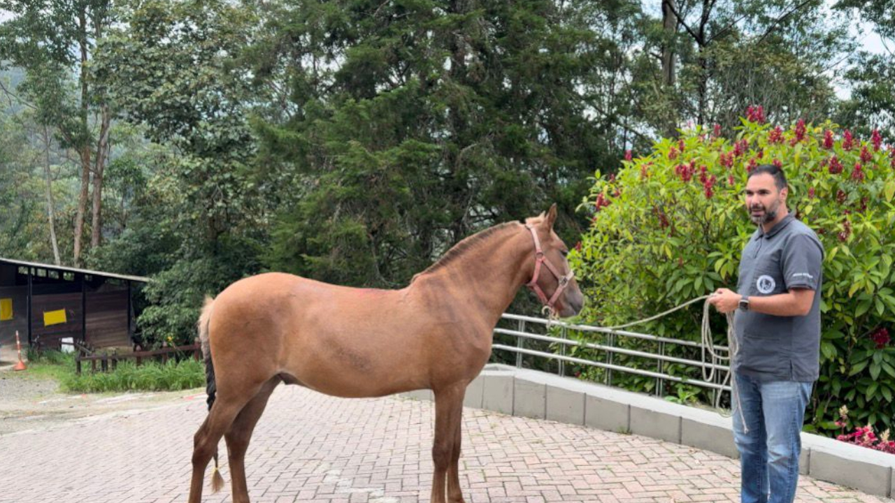 Vencedor el caballo rescatado en Rionegro terminó su recuperación y fue adoptado