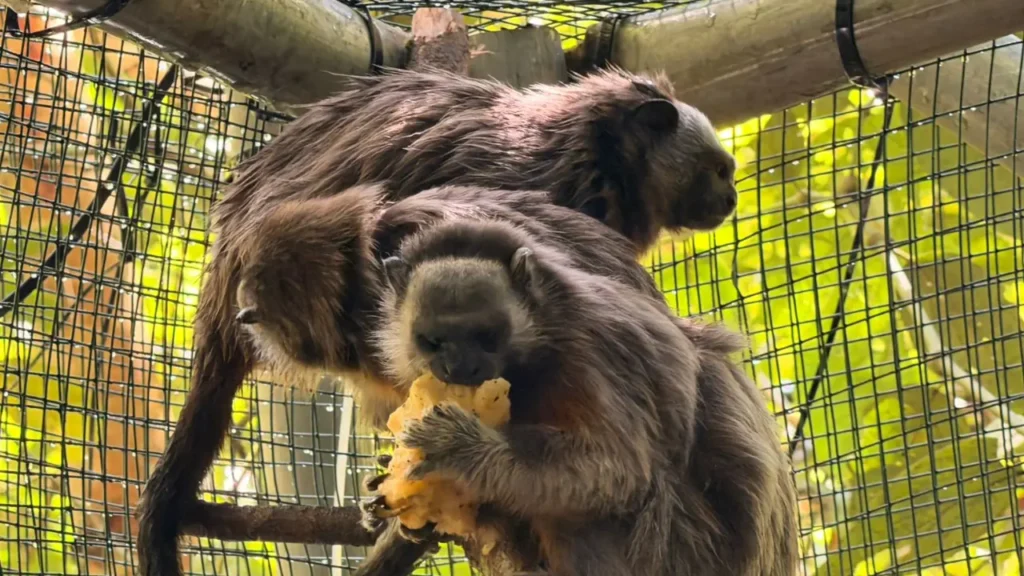 ¡Hermosos! Cuatro titíes grises regresan a la vida silvestre en Oriente antioqueño