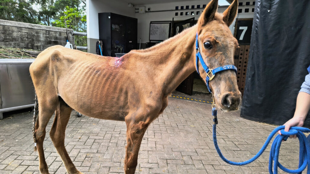 Vencedor el caballo rescatado en Rionegro terminó su recuperación y fue adoptado
