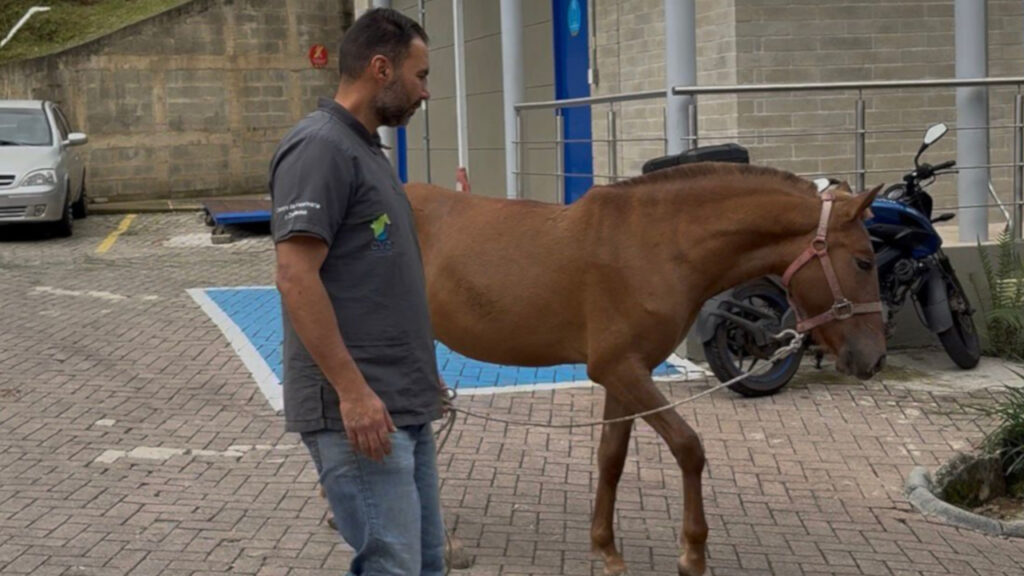 Vencedor el caballo rescatado en Rionegro terminó su recuperación y fue adoptado
