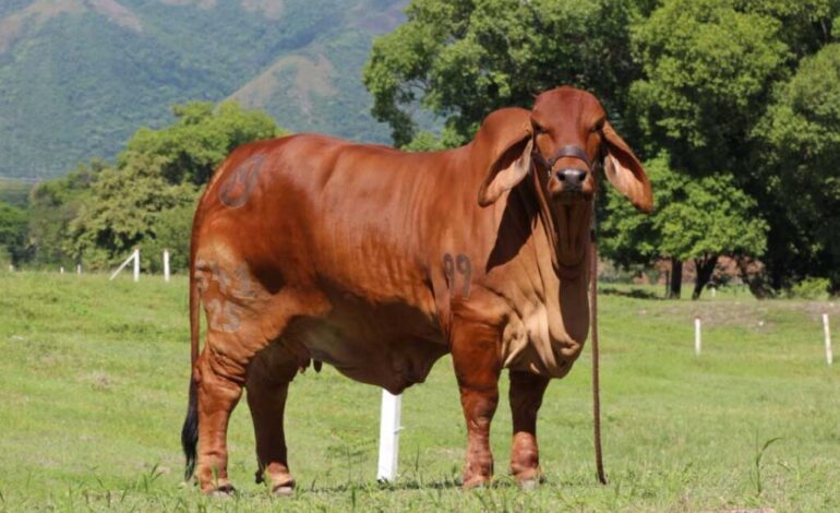 Exportaciones de carne bovina colombiana a China podrían aumentar tras nuevos aranceles