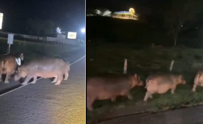 Hipopótamos cruzaron la autopista Medellín - Bogotá y obligaron a frenar a conductores cerca de Hacienda Nápoles