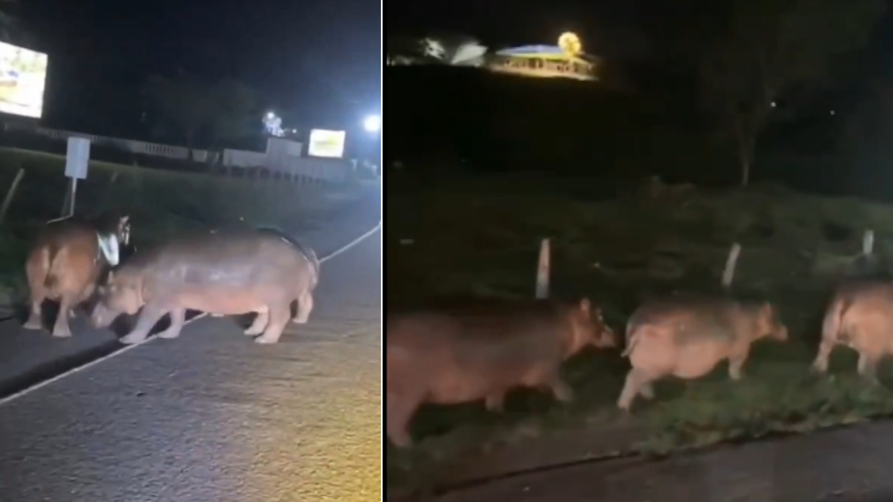 Hipopótamos cruzaron la autopista Medellín – Bogotá y obligaron a frenar a conductores cerca de Hacienda Nápoles