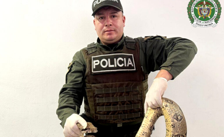 Operativos de la Policía dejan capturas y rescate de animales silvestres en varios municipios del Oriente antioqueño