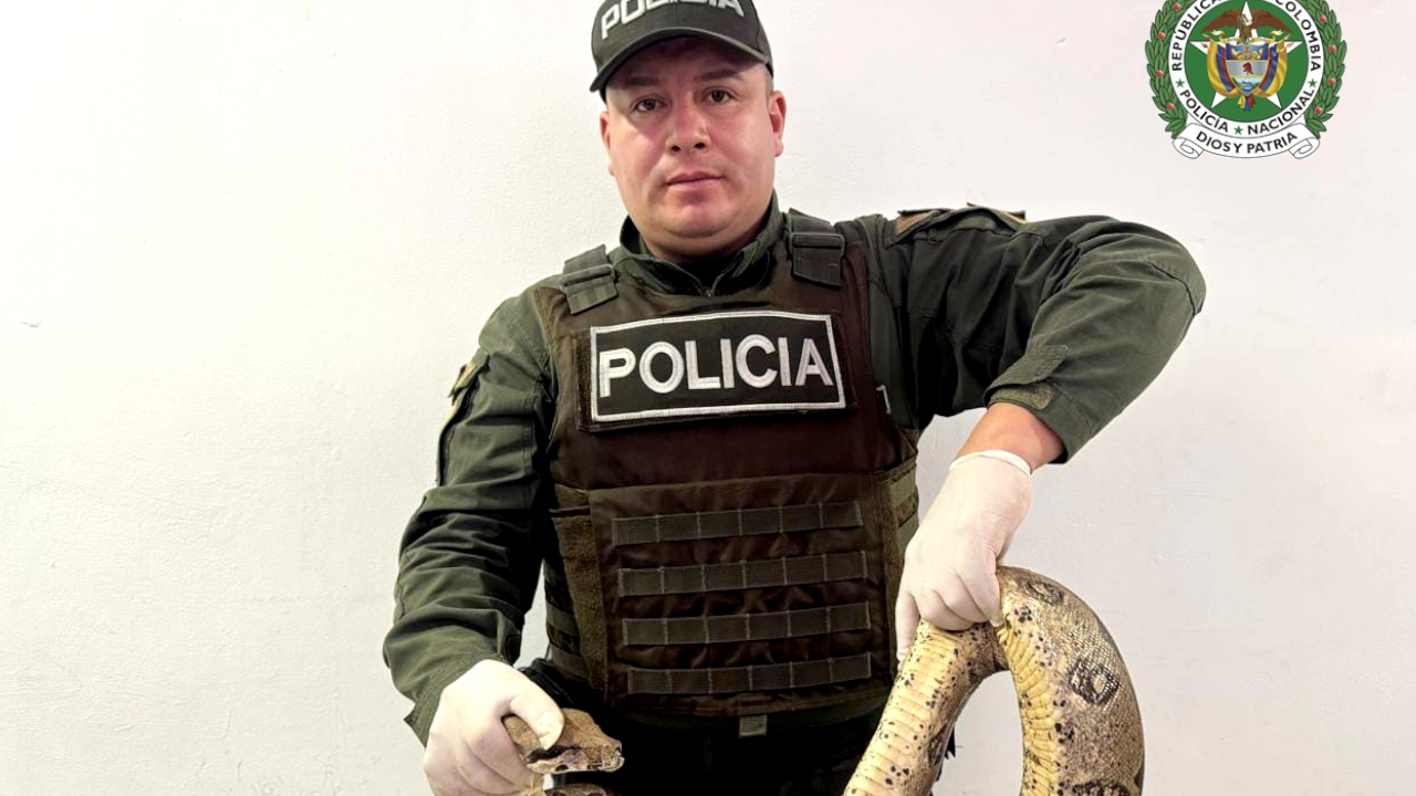 Operativos de la Policía dejan capturas y rescate de animales silvestres en varios municipios del Oriente antioqueño